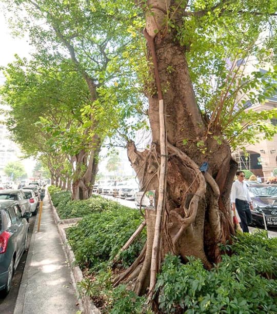 假菩提樹引根，加強古樹自身營養吸收和更新根系。