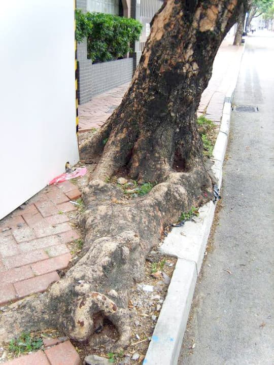 （圖二）九龍塘區內有不少生長空間狹窄的大樹，並間中出現倒塌的情況