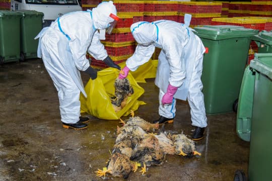 政府昨晚宣布停售活雞後，民署人員隨即在南粵批發市場銷毀萬五隻活雞。