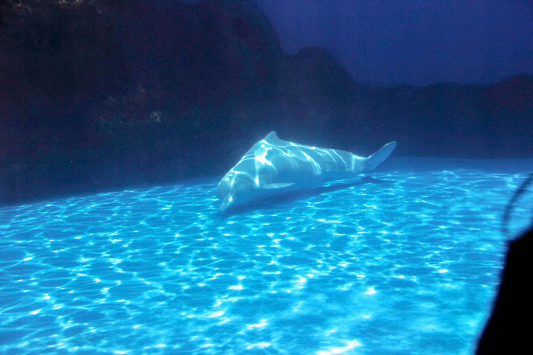 水族館裡的白海豚出現的刻板行為。
