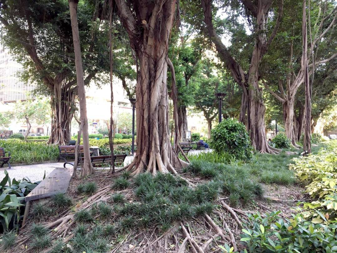 宋玉生公園的榕樹經歷多次風災後依然蔥鬱。