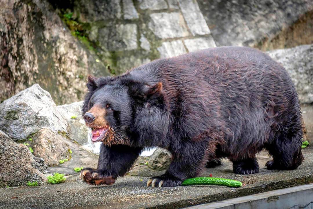 民署表示，將把二龍喉黑熊Bobo的遺體製成標本。