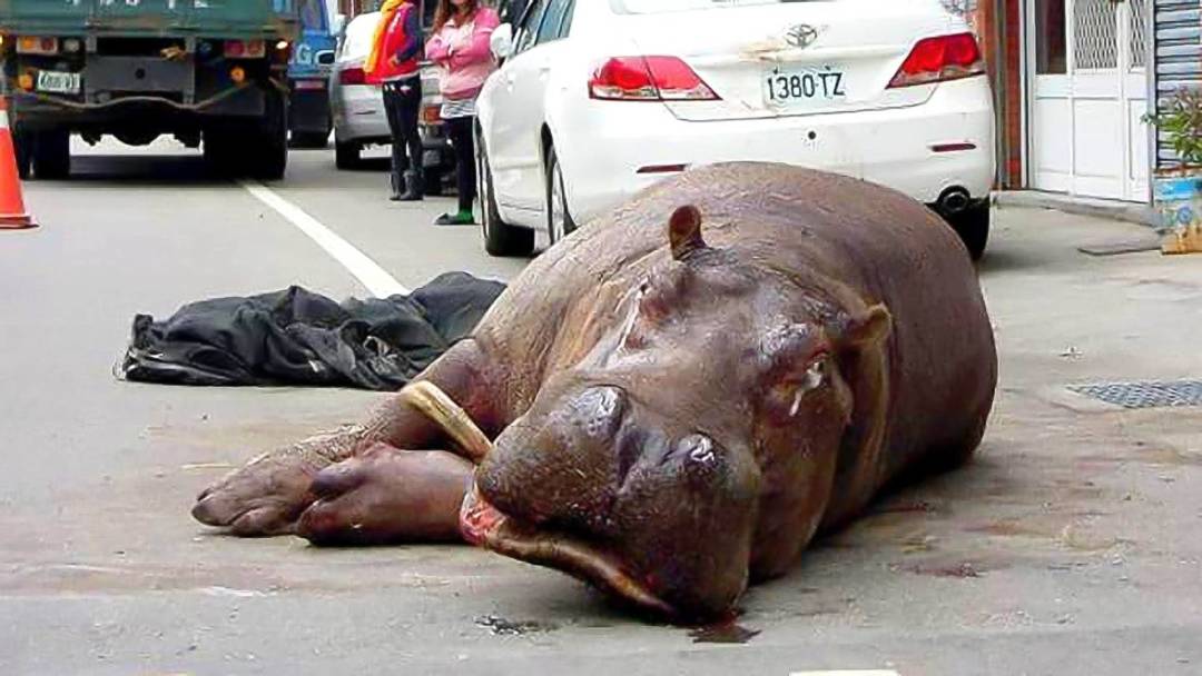 2014年12月，台灣河馬「阿河」在運送過程中經過兩次重摔，之後不幸暴斃，引發民間反思圈養動物的倫理道德。
