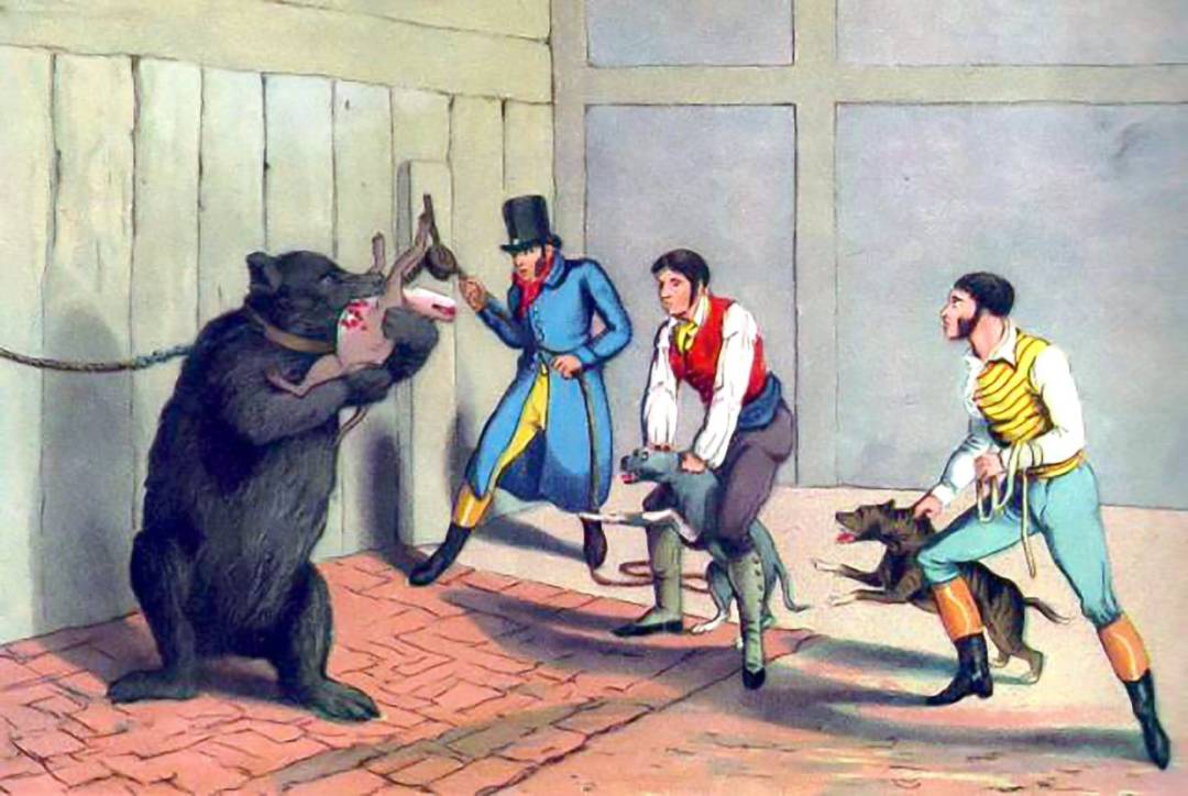 以往在英國亦流行縱狗咬熊（bear baiting），即讓一隻熊和多隻犬隻互相搏鬥。後來於1835年立法禁止。