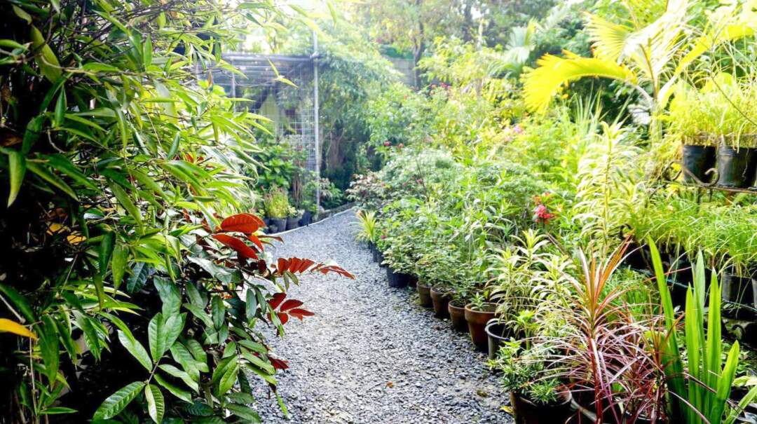 Jena在菲律賓的家有一個頗具規模的花園。