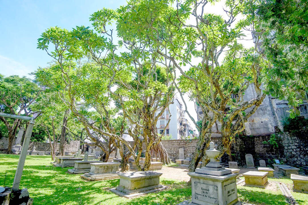 澳門基督教教堂及墓地的雞婆花古樹最多，共12株。相片來源：新聞局