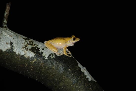 民署聲稱生態池重新發現稀有物種斑腿泛樹蛙