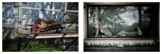 動物與雕塑／攝影：Sara Munari (2)