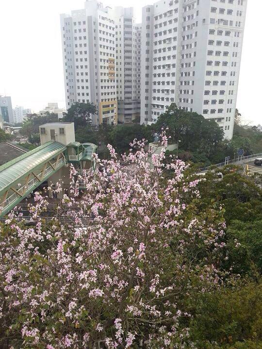 今年三月在香港治療期間拍下的瑪麗醫院景觀