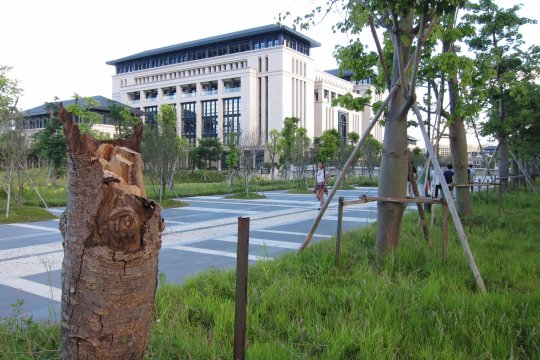 澳大橫琴校區不少新移植的樹都出現「腰折」的情況。