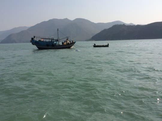 中華白海豚在圍網捕魚的漁民附近出沒