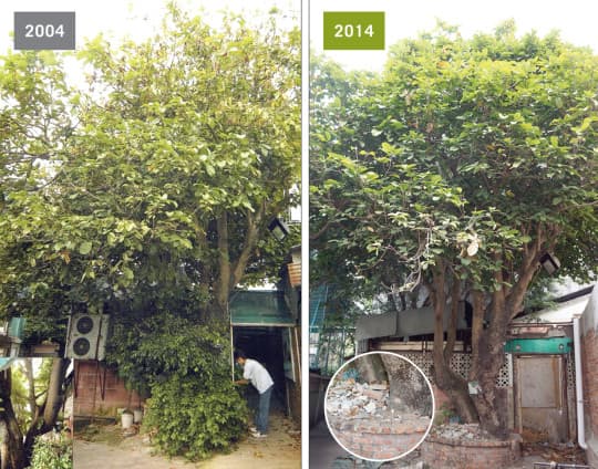 百年老蘋婆樹躲在氹仔小巷（左），老樹被水泥封死還堆上雜物，簡直是謀殺（右）