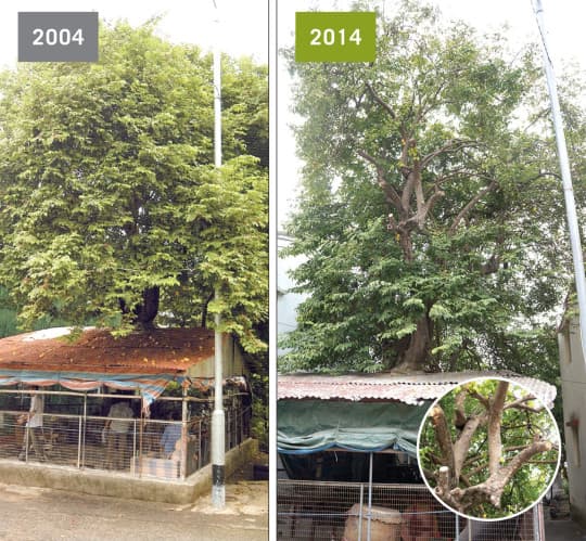 九澳村這棵老楊桃樹長在屋裏（左），九澳村老楊桃被強剪（右）