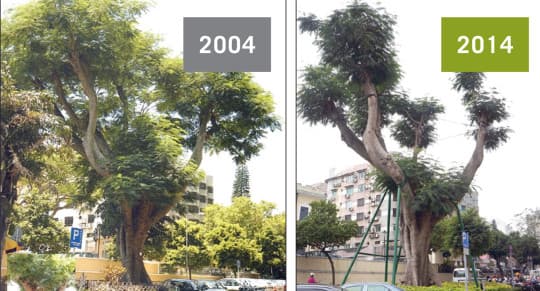 國父紀念館前這棵百年鳳凰木由十年前茂密變成今天幾被剪成光頭