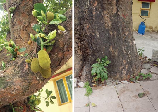 兩百年老樹每年依舊果實纍纍（左），老樹被密封水泥地團團圍住，樹根伸展受到限制（右）