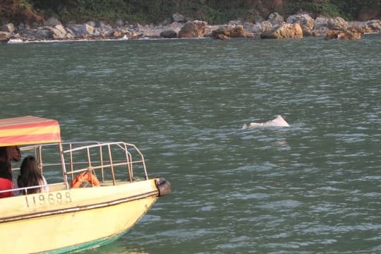 由海洋公園救援的受傷海豚WL212，已於2月10日早上9時死亡，為「救援行動」添加一失敗案例。（圖：香港海豚保育學會臉書專頁）