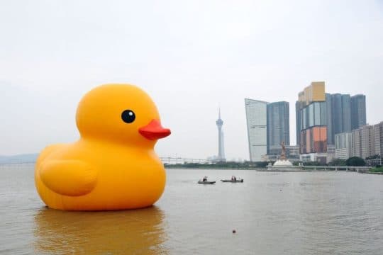 環遊世界的「黃色小鴨」來到澳門
