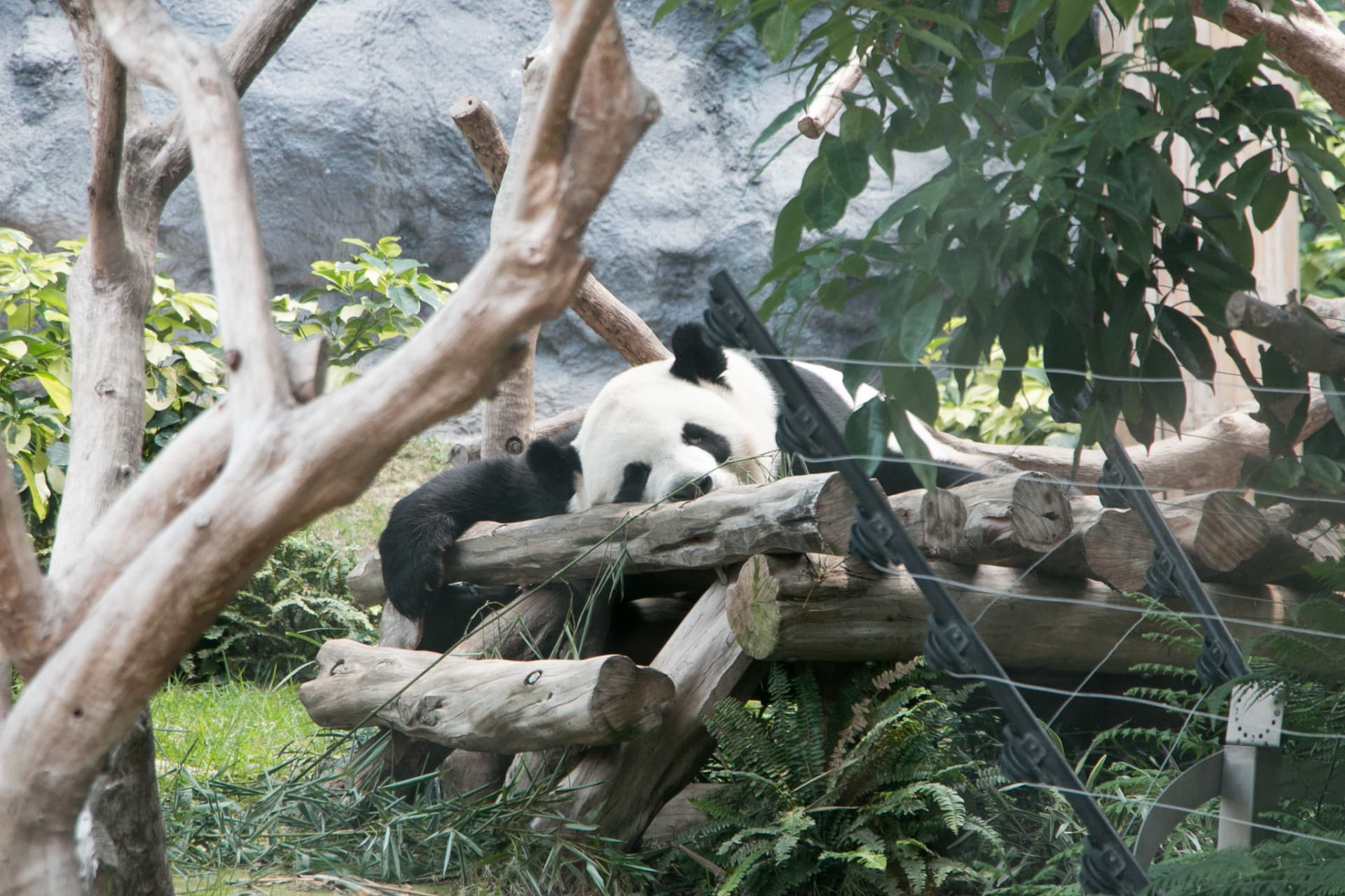 天時暑熱，熊貓爸爸攤睡在大熊貓館內休息。