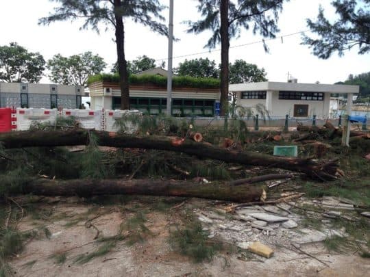 今年五月，民署為改造路面，突把黑沙公園前種植多年的木麻黃樹全數砍伐