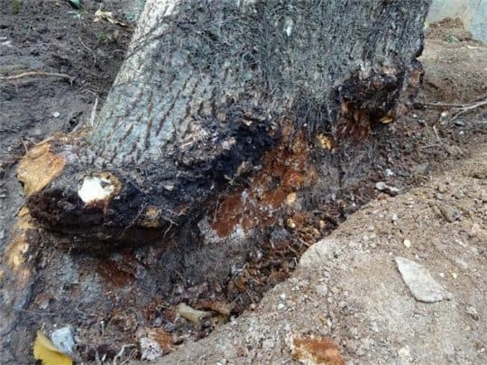 民署指該樹幹基部2/3圈樹皮黑腐壞死，有隆起癒傷組織，壞死樹皮及木質部滿佈菌絲，淺層木材褐色壞死。（圖片：民政總署網頁）