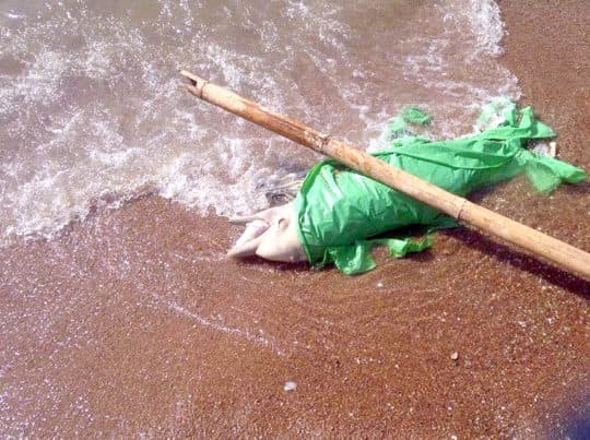 2015年竹灣連續2個月發現中華白海豚屍體 。（相片由讀者提供）