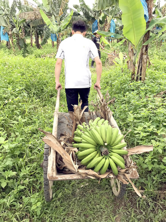 農場採收九成熟的香蕉。