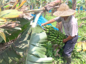香蕉樹是農場的原居民。