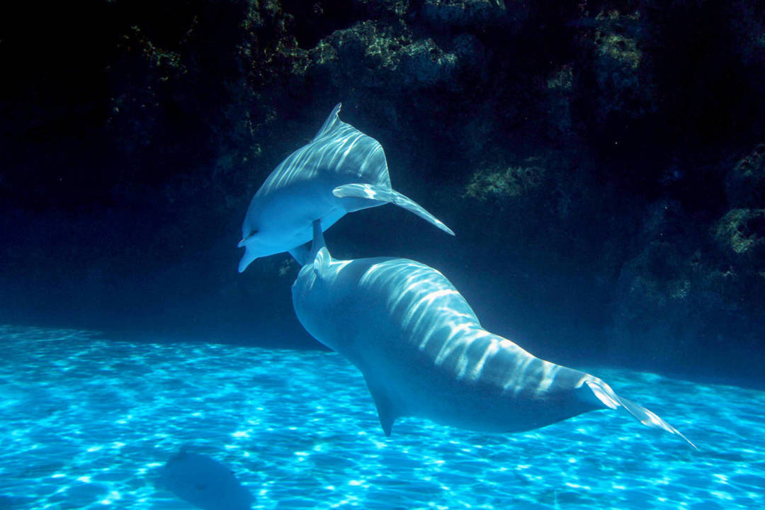 圈養的海豚出現欺凌現象。