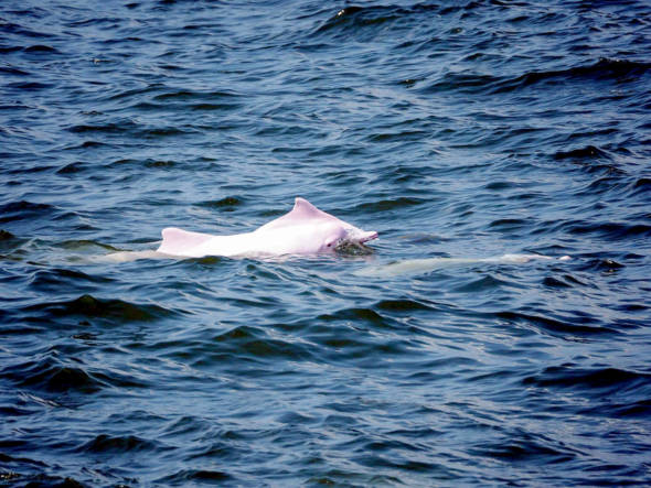 野外的中華白海豚。