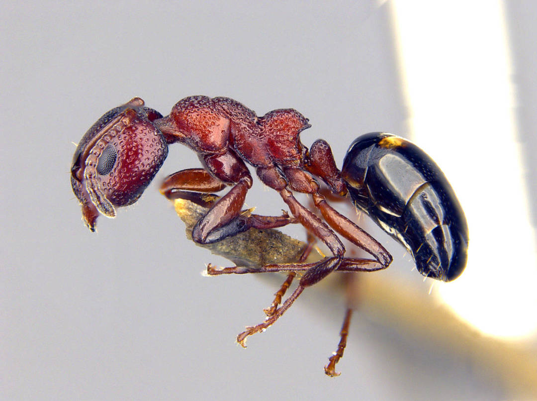 澳門細蟻。