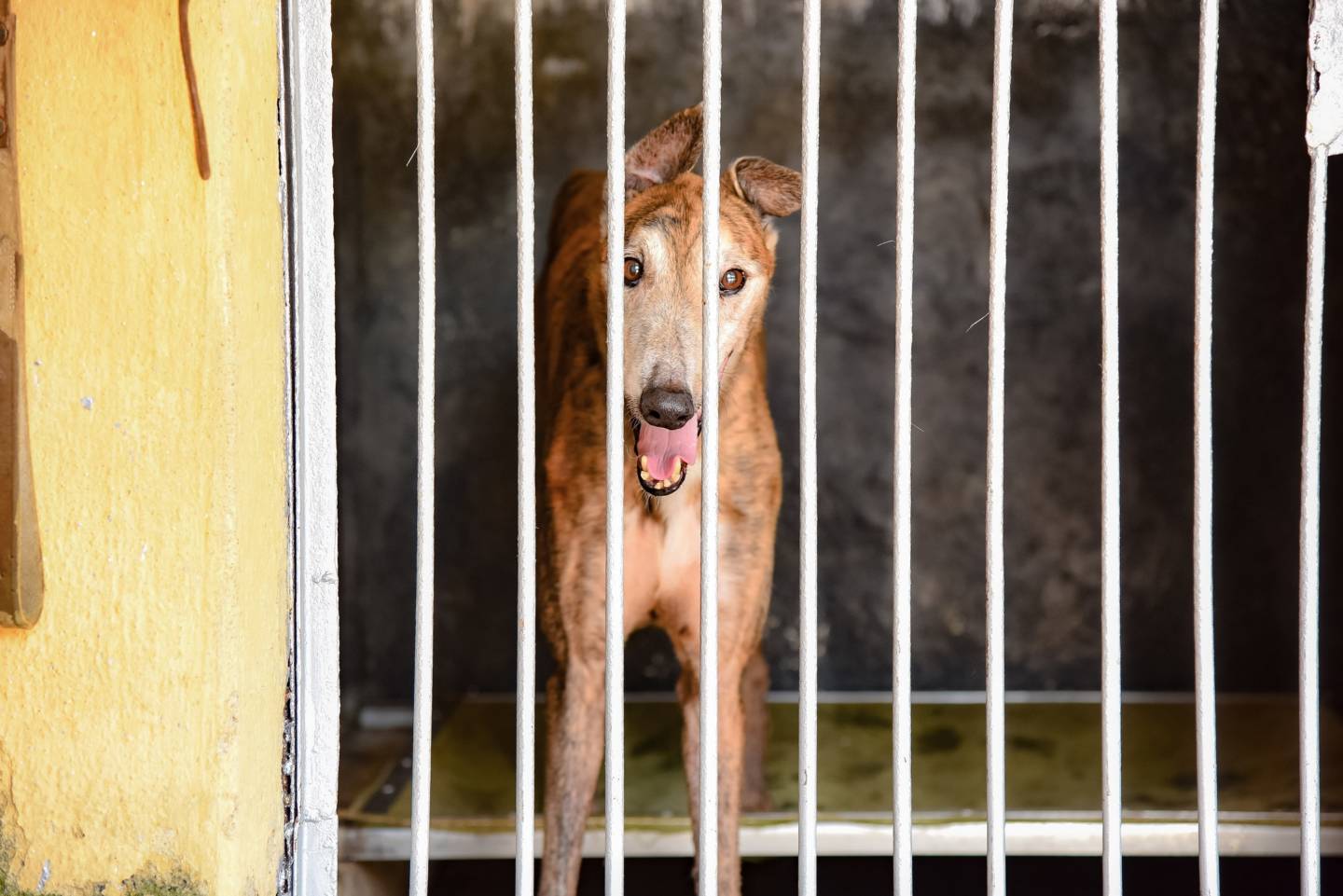 愛協提出可收養全部格力犬但有兩前題 逸園付費 在狗場照顧 論盡媒體allaboutmacau Media