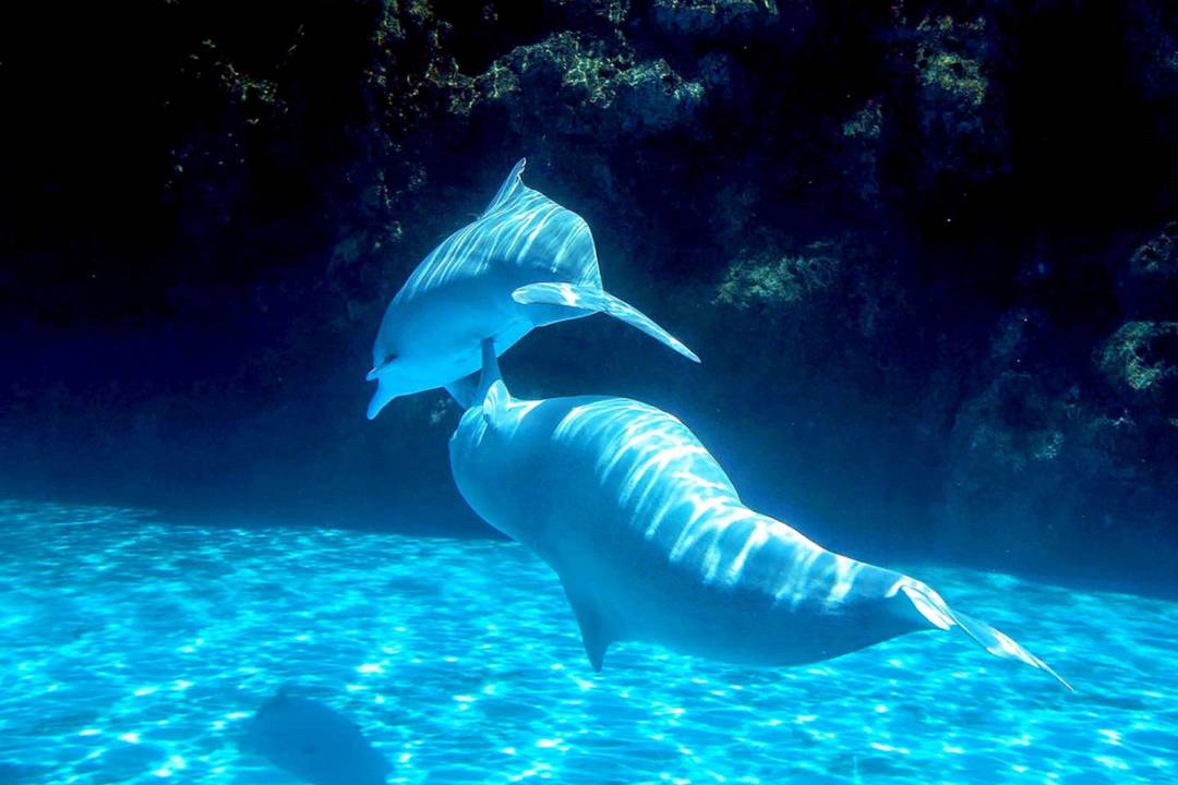 圈養的海豚出現欺凌現象。