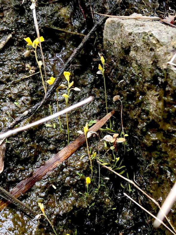 挖耳草。狸藻科狸藻屬草本植物，生長在濕潤山谷或有水流經的海岸崖上，本澳一共有三種狸藻。