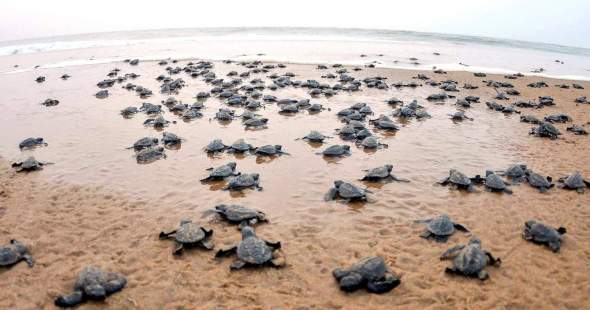 瀕臨滅絕的欖蠵龜突然成群結隊出現在印度東部瑞西庫利亞（Rushikulya）海灘。