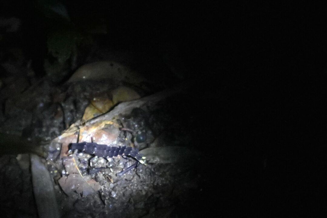 長年在郊野行走的阿丁可以在黑暗中發現螢火蟲幼蟲的能力。