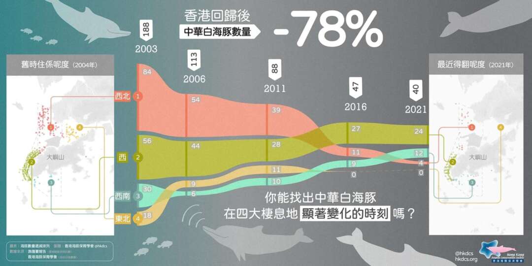 現在只餘最後40條中華白海豚。來源：香港海豚保育學會