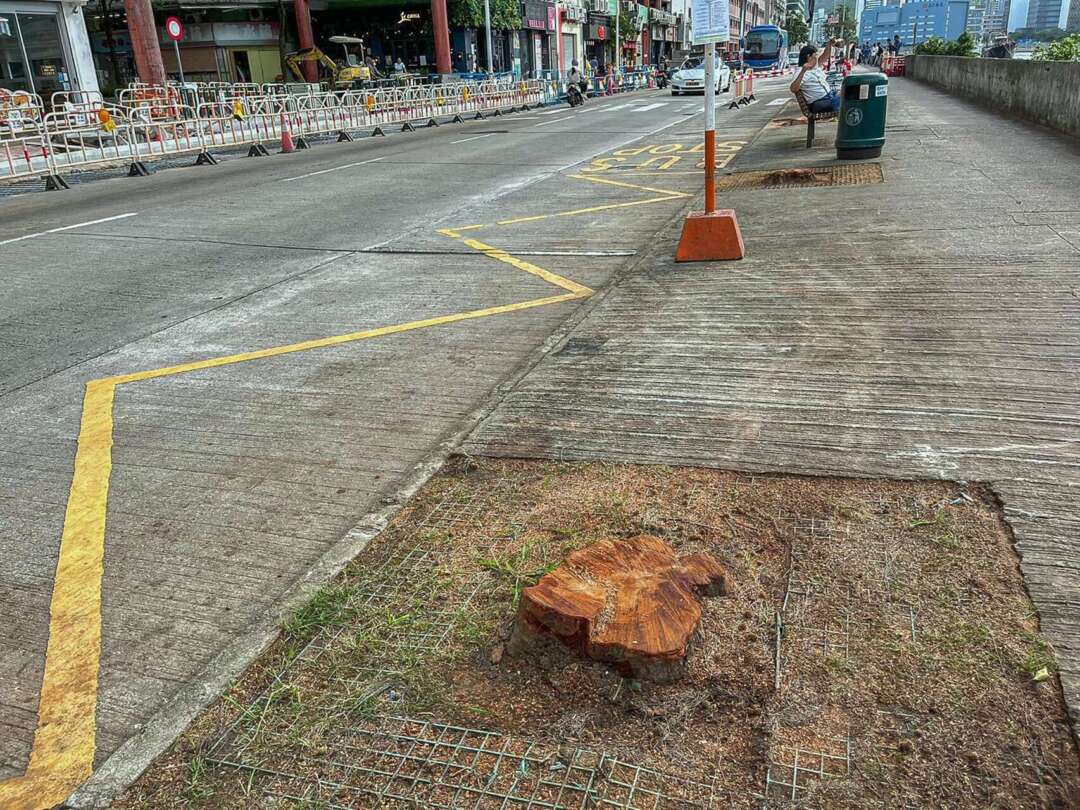 特區政府早前以市政工程為由砍除筷子基北灣數十棵，事件引起市民關注。資料相片